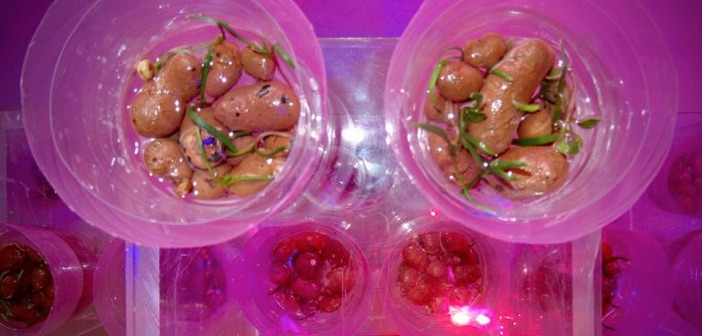 Seeds sprouting